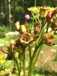 Close-up of honey bee on flower