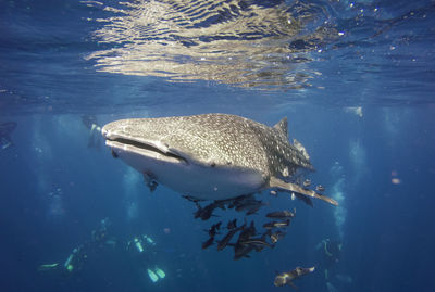 Fish swimming in sea