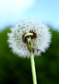 Close-up of dandelion