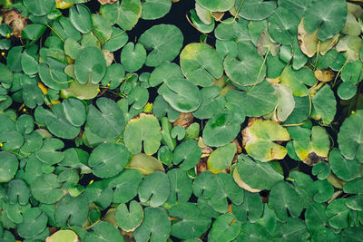 Full frame shot of leaves