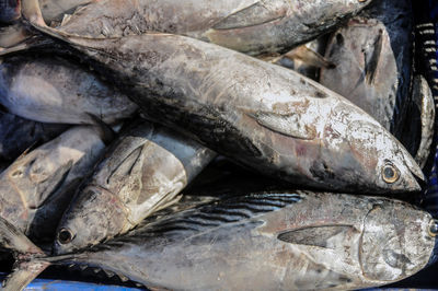 High angle view of fish for sale in market