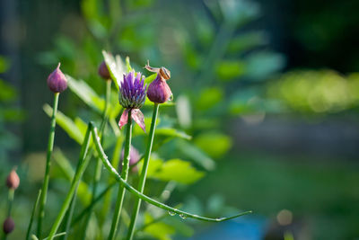 Little snail on chives flowers, golden hour  photo. 