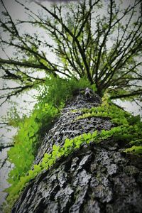 Low angle view of moss on tree trunk