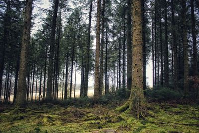 Pine trees in forest