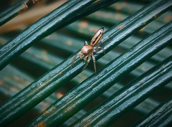 Close-up of grasshopper