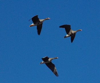 Low angle view of bird flying against blue sky