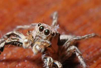 Close-up of spider