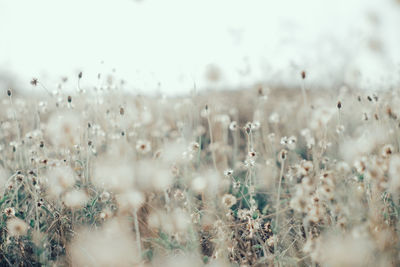 Close-up of plants growing on field against sky