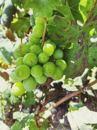 Close-up of grapes growing in vineyard