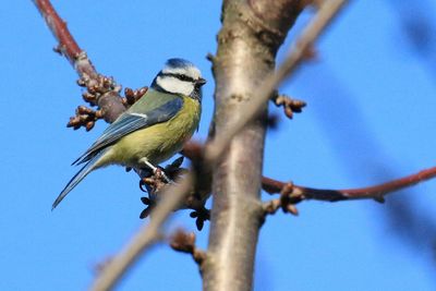 Low angle view of bird perching on tree against blue sky