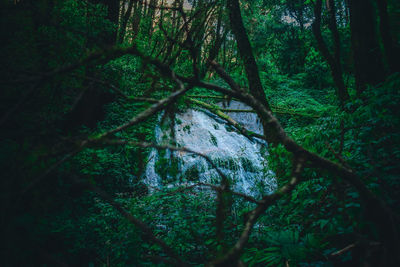 Trees growing in forest