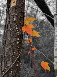 Close-up of maple leaves on tree trunk