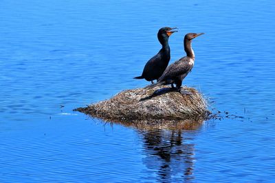 2 cormorants, staking the area out