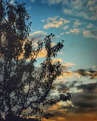 Low angle view of flowering plant against sky