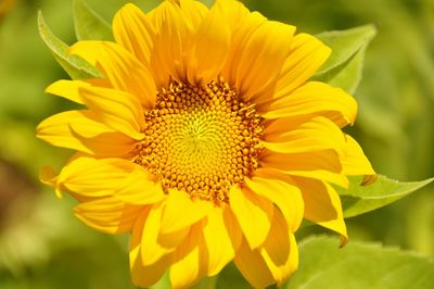 Close-up of sunflower blooming outdoors