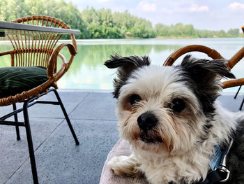 Portrait of dog standing on chair by lake