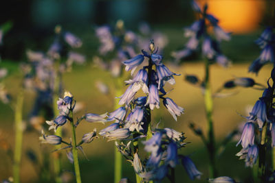 Close-up of purple flowering plants on field