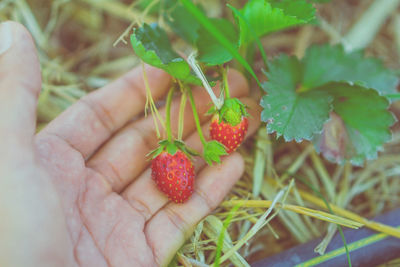 Close-up of hand holding strawberry