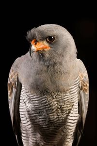 Close-up of bird