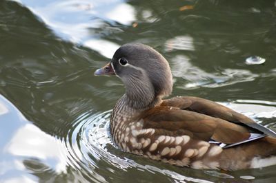Mandarin duck swimming in a pond