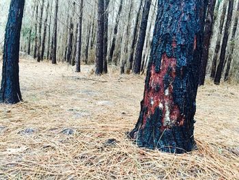 Trees in forest