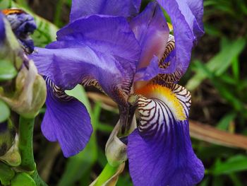 Close-up of purple iris