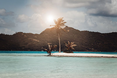 Island view in bora bora - palm tree and white sand - mountains in the background