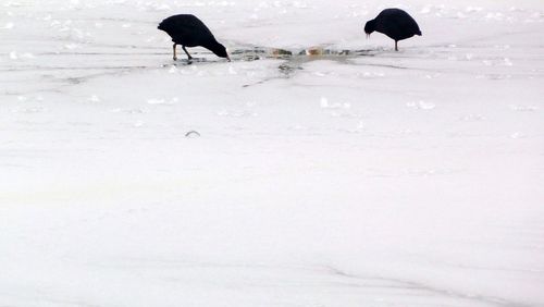 Birds on snow covered shore