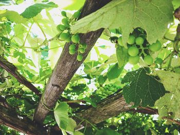 Plants growing on tree