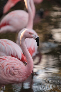 Flamingo in lake
