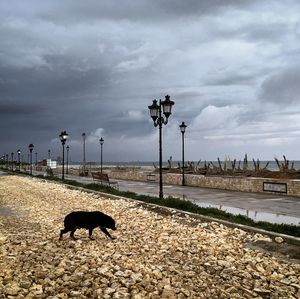 View of dog on street against sky