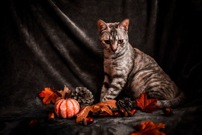 Portrait of cat with orange leaves