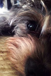 Close-up of dog