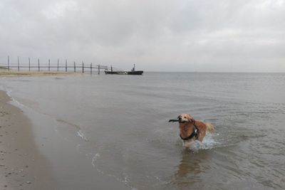 Dog in a sea