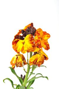 Close-up of yellow flowering plant against white background