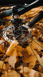 Close-up of dry leaves on a field