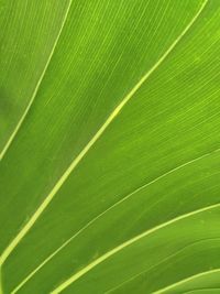 Full frame shot of palm leaves