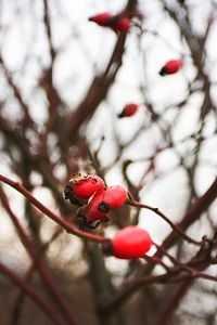 Close-up of berries on tree