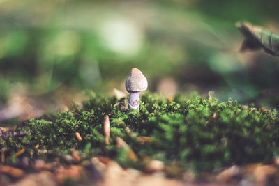 Close-up of mushroom growing on plant