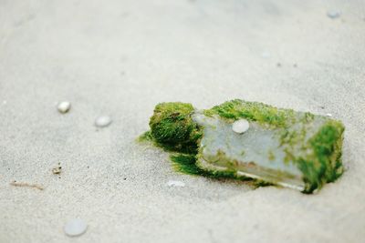 Seaweed on abandoned bottle at sandy beach