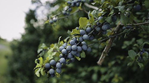 Close-up of grapes growing in vineyard