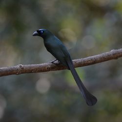 Close-up of bird perching on branch