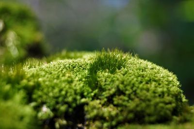 Close-up of moss growing on field