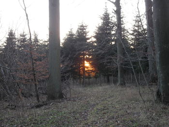 Trees in forest against sky