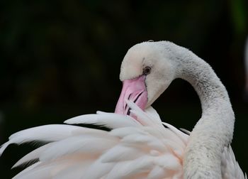 Close-up of white swan