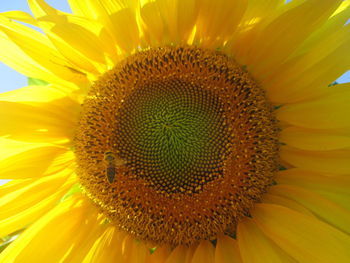 Close-up of sunflower