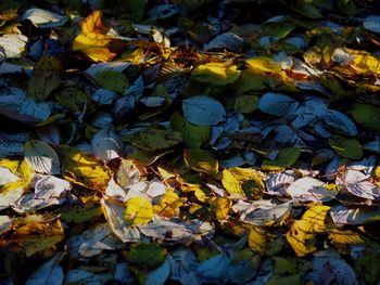 Yellow leaves on tree trunk