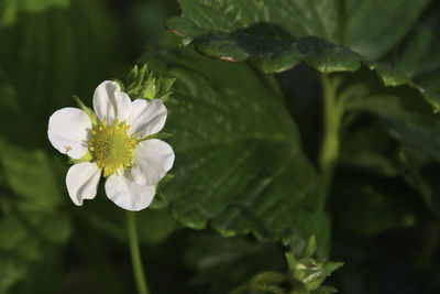 Close-up of white flowering plant