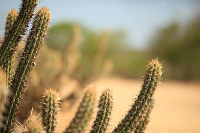 Close-up of succulent plant on field against sky