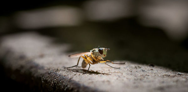 Close-up of spider on rock